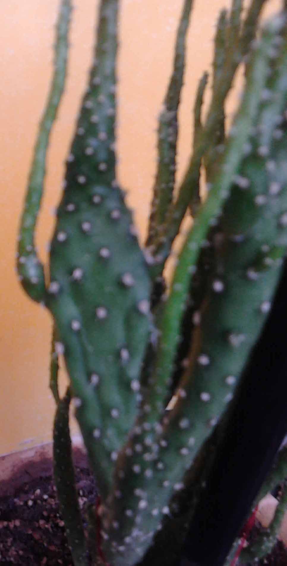 تصویر پرسش و پاسخ گیاه